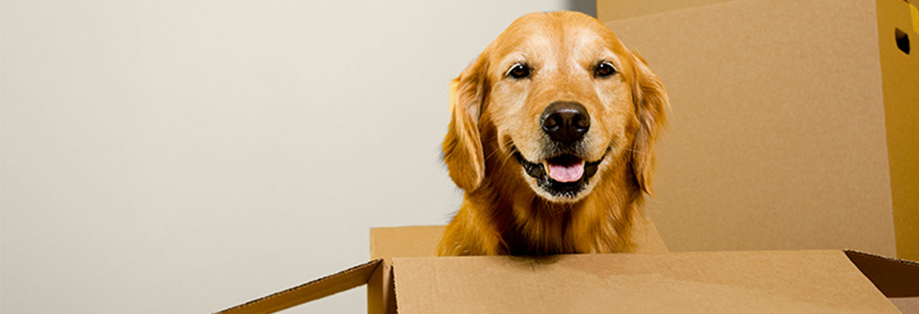 Pet relocation Dubai,pet relocation services in dubai,pet relocation services dubai,pet relocation dubai costs,Pet transport services Dubai,Dubai pet movers,Pet shipping Dubai,Pet travel services Dubai,Professional pet relocation Dubai,Dubai pet relocation experts,Pet moving services in Dubai,Safe pet relocation Dubai,Dubai pet transportation